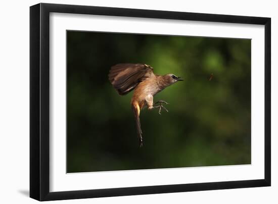 How to Eat Raw Worm-Hedianto Hs-Framed Photographic Print