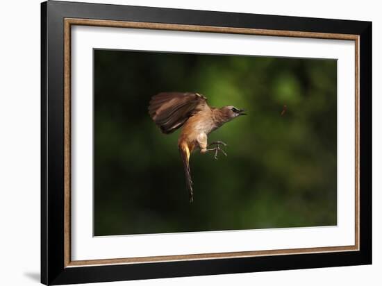 How to Eat Raw Worm-Hedianto Hs-Framed Photographic Print