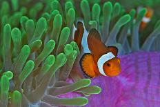 Orange Clownfish on Magnificent Anemone-Howard Chew-Framed Photographic Print