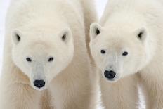 Polar Bear Twins-Howard Ruby-Photographic Print