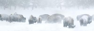 Bisons in Blizzard-Howard Ruby-Photographic Print