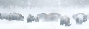 Bisons in Blizzard by Howard Ruby