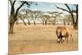 Photographic Print