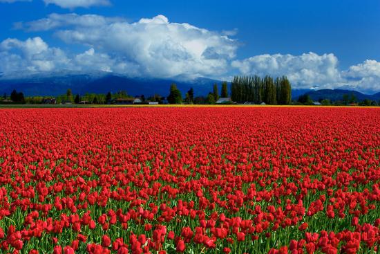 Premium Photographic Print, , large