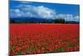Premium Photographic Print