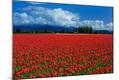 Photographic Print