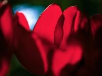 Crimson Petals-Howard Ruby-Photographic Print