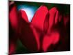 Photographic Print