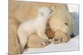 Premium Photographic Print