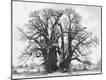 Photographic Print