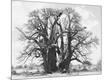 Photographic Print