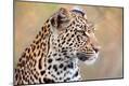 Premium Photographic Print