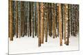 Premium Photographic Print