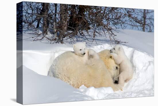 Stretched Canvas Print, , large