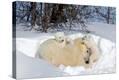 Stretched Canvas Print