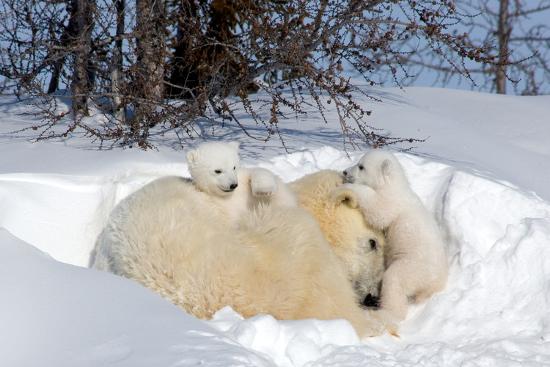 Photographic Print, , large