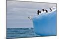 Premium Photographic Print