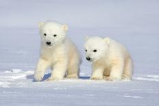 Polar Bear Twins-Howard Ruby-Framed Premier Image Canvas
