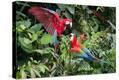 Stretched Canvas Print
