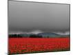 Premium Photographic Print