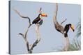 Stretched Canvas Print
