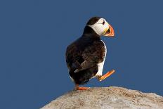 Three Puffins on Rock-Howard Ruby-Photographic Print