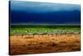 Stretched Canvas Print