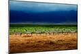 Premium Photographic Print