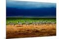 Premium Photographic Print