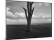 Photographic Print