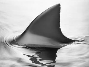 Sharks Black And White Photography Art Prints Paintings Posters Wall Art Art Com