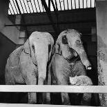Belle Vue Zoo, 1962-Howard Walker-Photographic Print