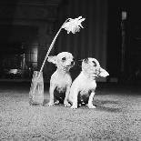 Two Pups Looking at a Flower in a Vase, 1962-Howard Walker-Mounted Photographic Print