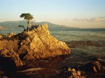 Lone Cypress Tree on Rocky Outcrop at Dusk, Carmel, California, USA-Howell Michael-Framed Premier Image Canvas