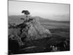 Photographic Print