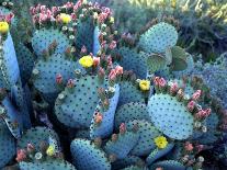 Beavertail Cactus, Desert Botanical Gardens, Phoenix, Arizona, USA-Howie Garber-Photographic Print