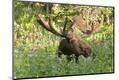 Photographic Print