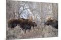 Premium Photographic Print