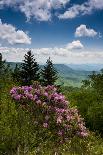 Snow in Evergreens from Beartrap Canyon, Wasatch Mountains, Utah-Howie Garber-Photographic Print