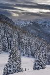 Snow in Evergreens from Beartrap Canyon, Wasatch Mountains, Utah-Howie Garber-Photographic Print
