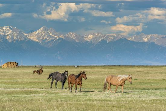 Photographic Print, , large