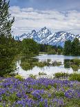 Lupine Flowers with the Teton Mountains in the Background-Howie Garber-Photographic Print
