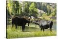Stretched Canvas Print