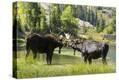 Stretched Canvas Print