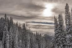 Snow in Evergreens from Beartrap Canyon, Wasatch Mountains, Utah-Howie Garber-Photographic Print