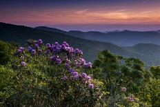 Mountain Laurel, Sunrise, Beacon Heights, North Carolina-Howie Garber-Photographic Print