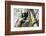 Howling Indri lemur (Indri indri), Analamazaotra Special Reserve, Andasibe, central area, Madagasca-Christian Kober-Framed Photographic Print