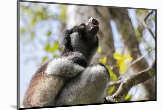 Howling Indri lemur (Indri indri), Analamazaotra Special Reserve, Andasibe, central area, Madagasca-Christian Kober-Mounted Photographic Print