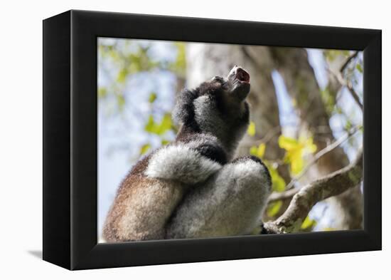 Howling Indri lemur (Indri indri), Analamazaotra Special Reserve, Andasibe, central area, Madagasca-Christian Kober-Framed Premier Image Canvas