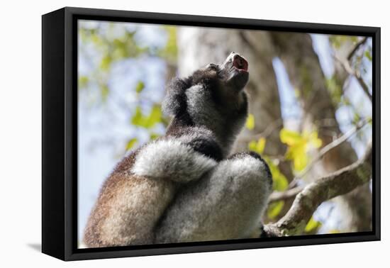 Howling Indri lemur (Indri indri), Analamazaotra Special Reserve, Andasibe, central area, Madagasca-Christian Kober-Framed Premier Image Canvas